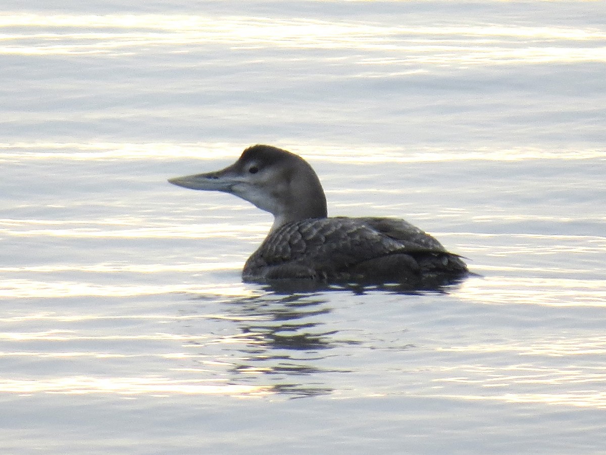 Yellow-billed Loon - ML646819869