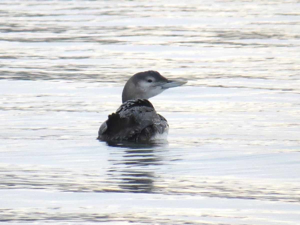 Yellow-billed Loon - ML646819870