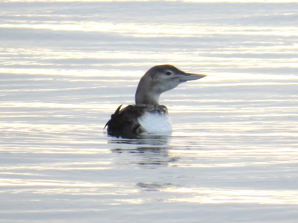 Yellow-billed Loon - ML646819871