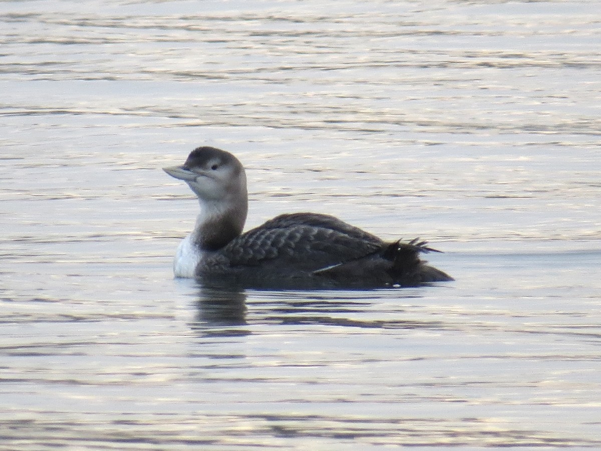Yellow-billed Loon - ML646819872