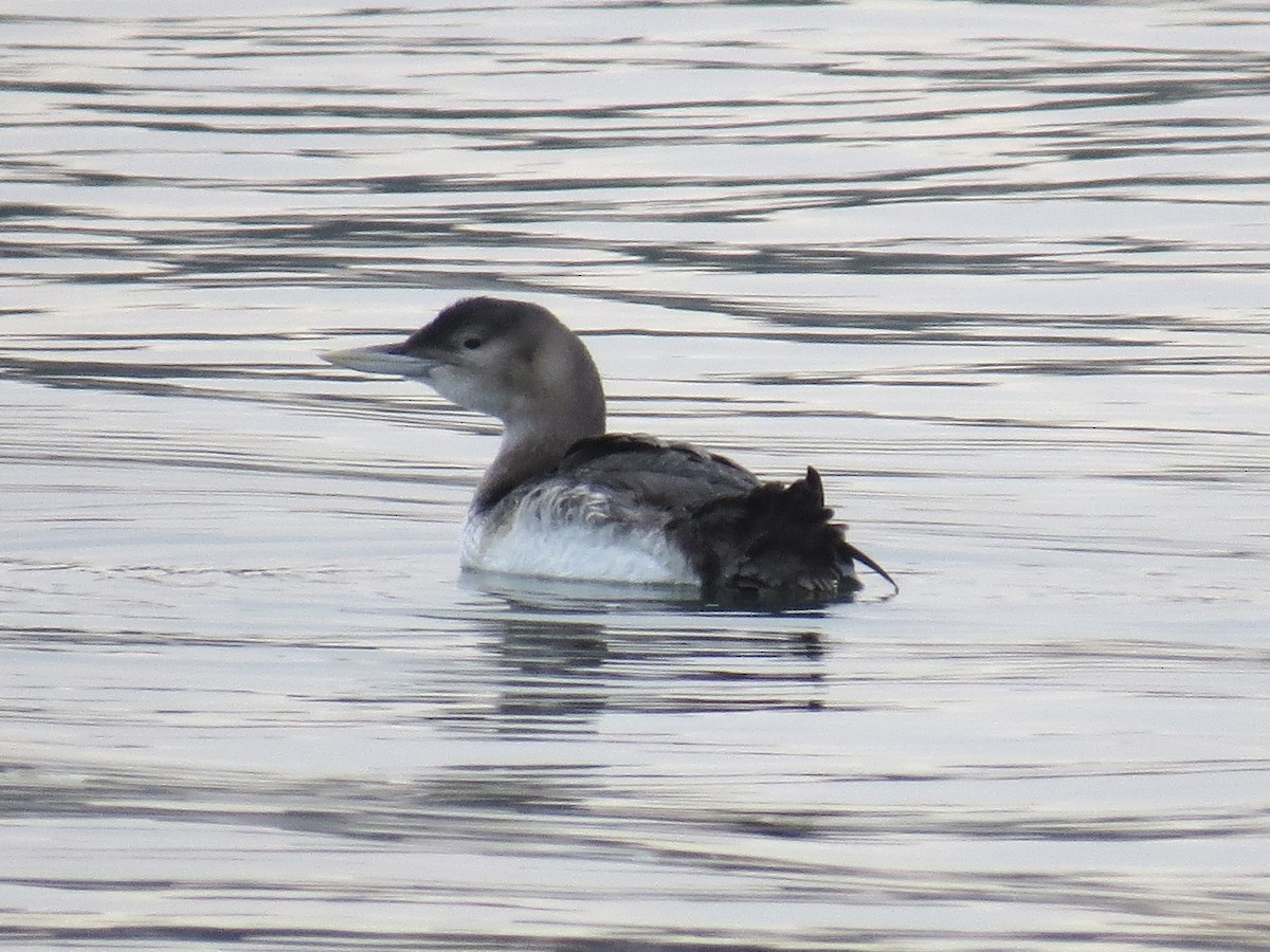 Yellow-billed Loon - ML646819873