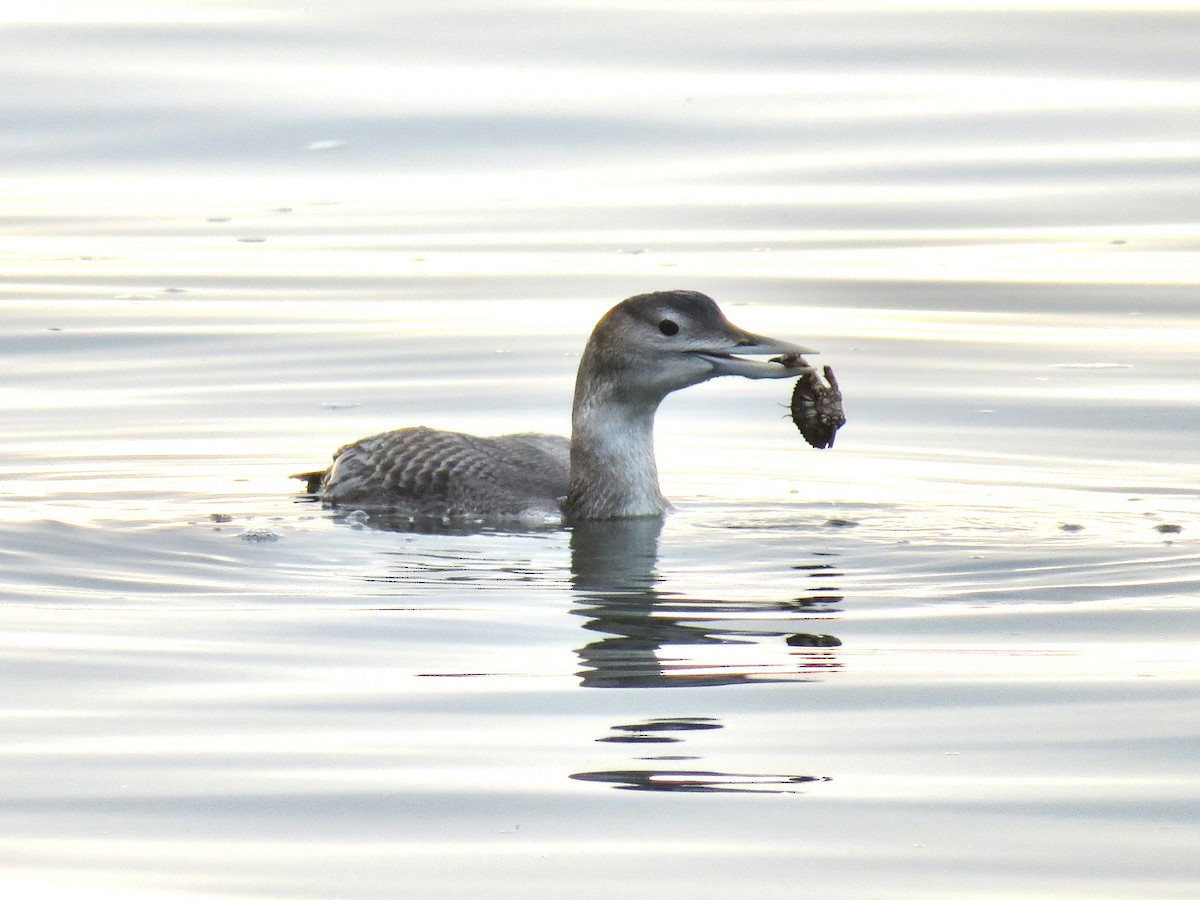 Yellow-billed Loon - ML646819874