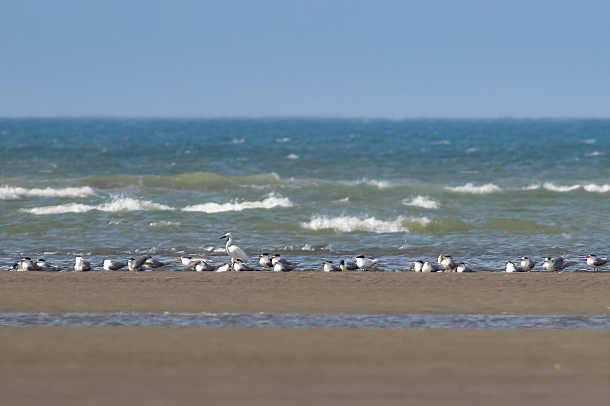 Крячок китайський - ML646819875