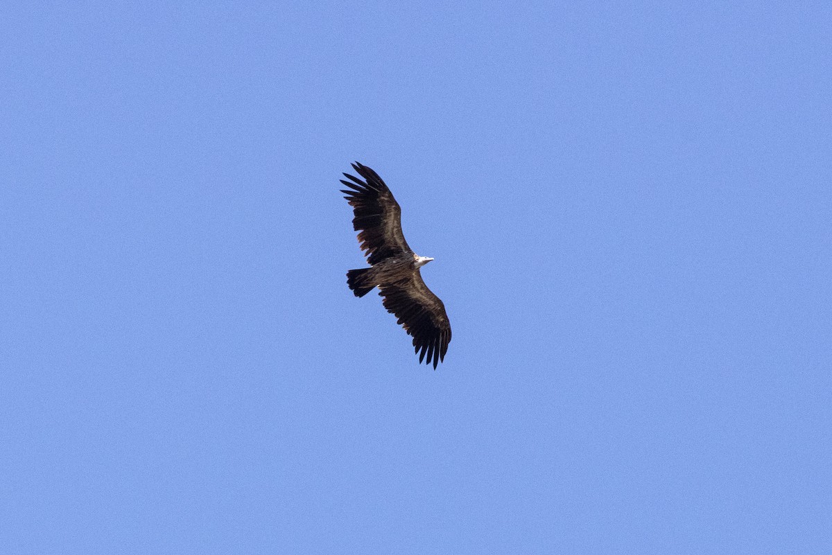 Vautour de l'Himalaya - ML646819878