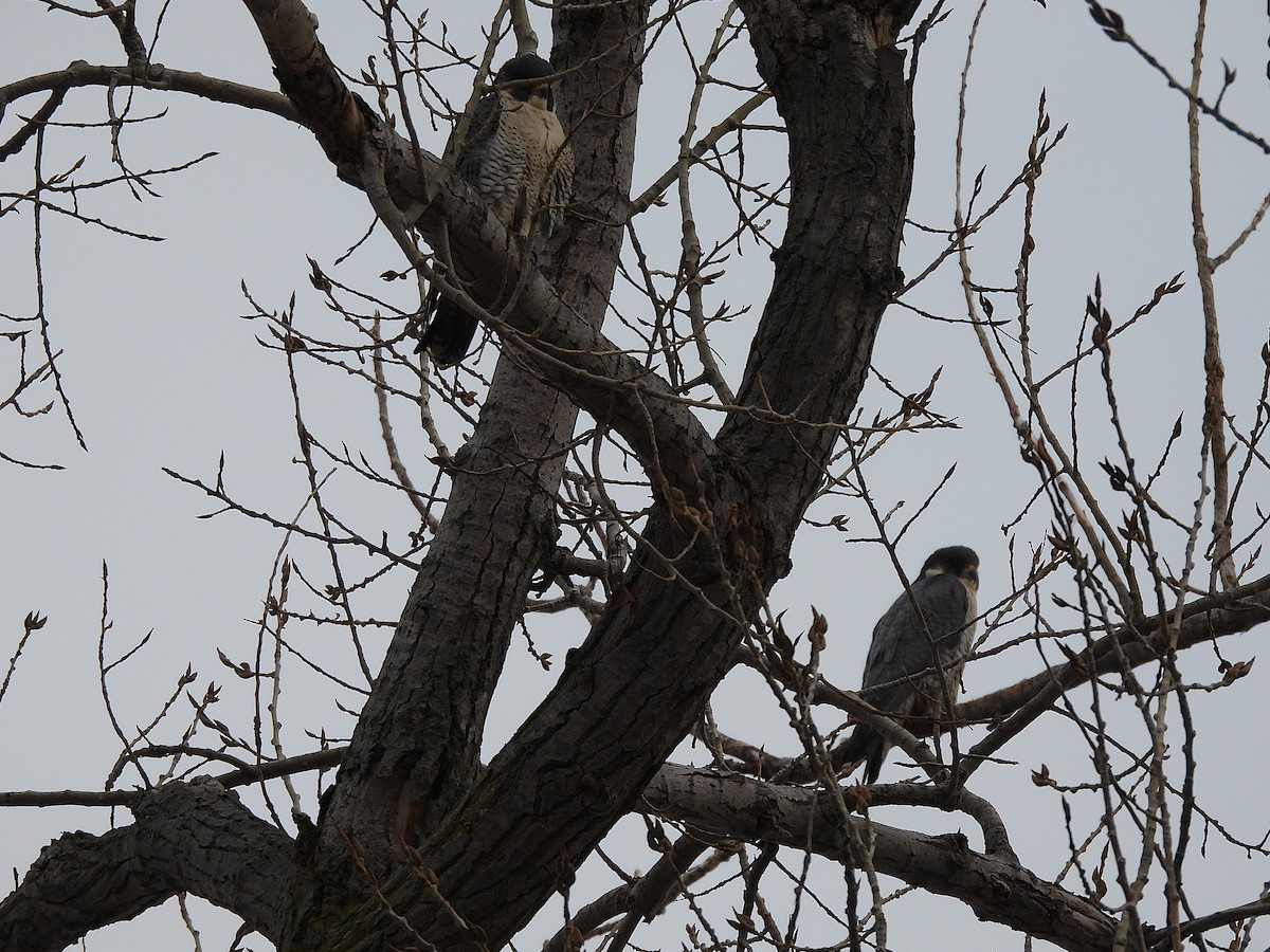 Belatz handia - ML646819879