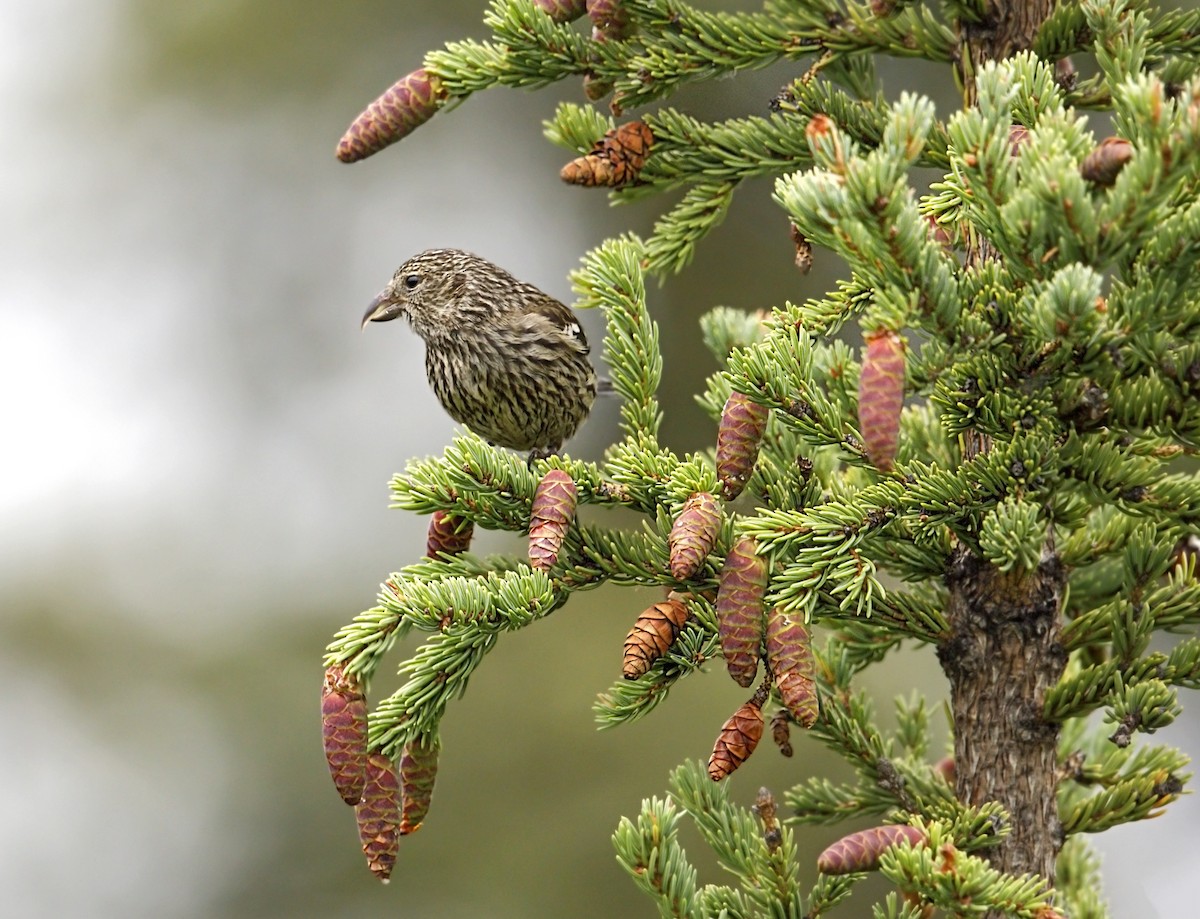 Белокрылый клёст - ML646819880