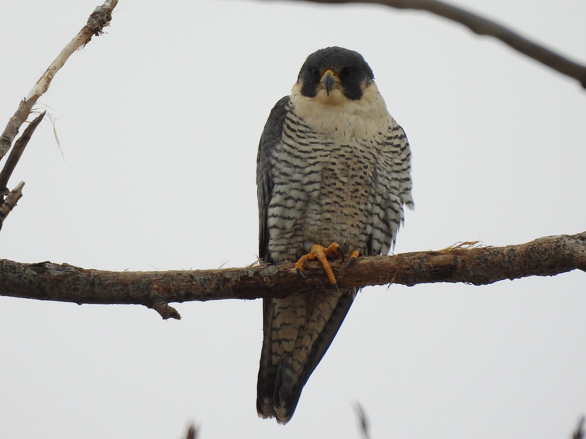 Belatz handia - ML646819881