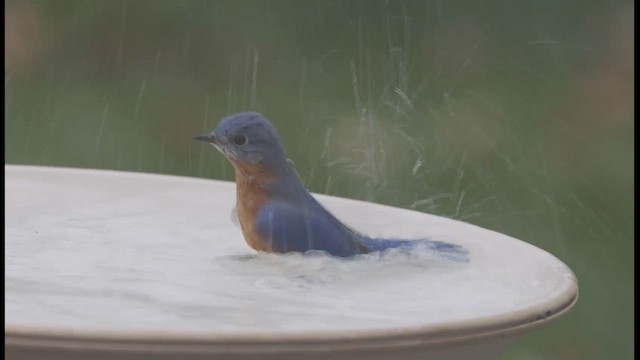 Eastern Bluebird - ML646819882