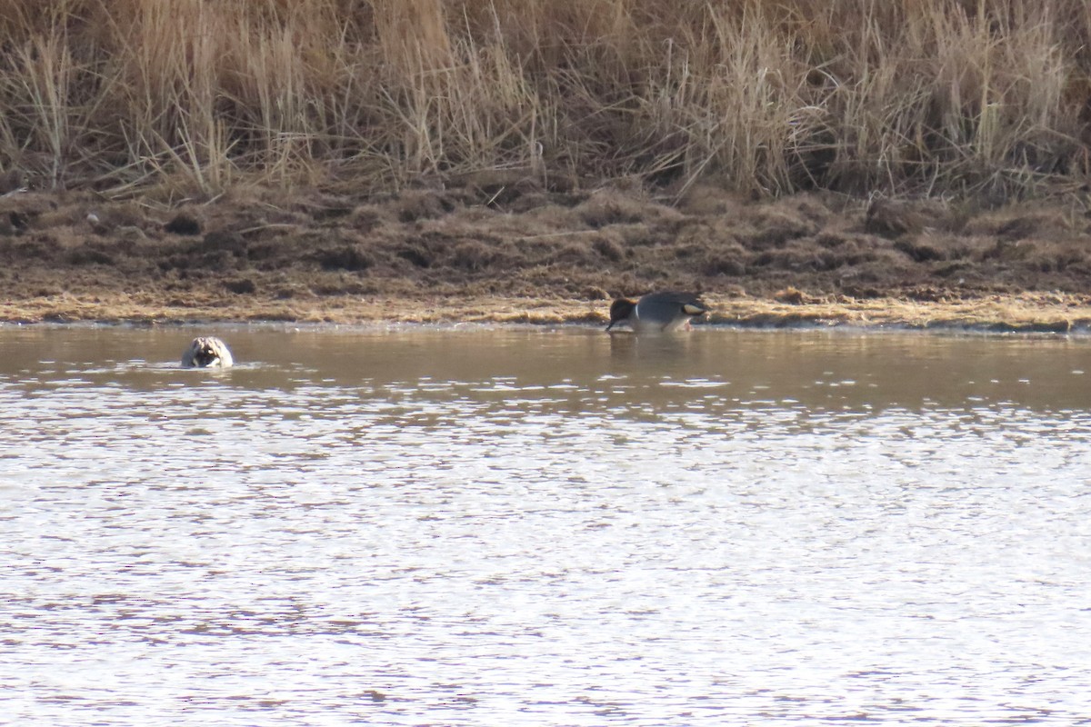 Green-winged Teal (American) - ML646819885