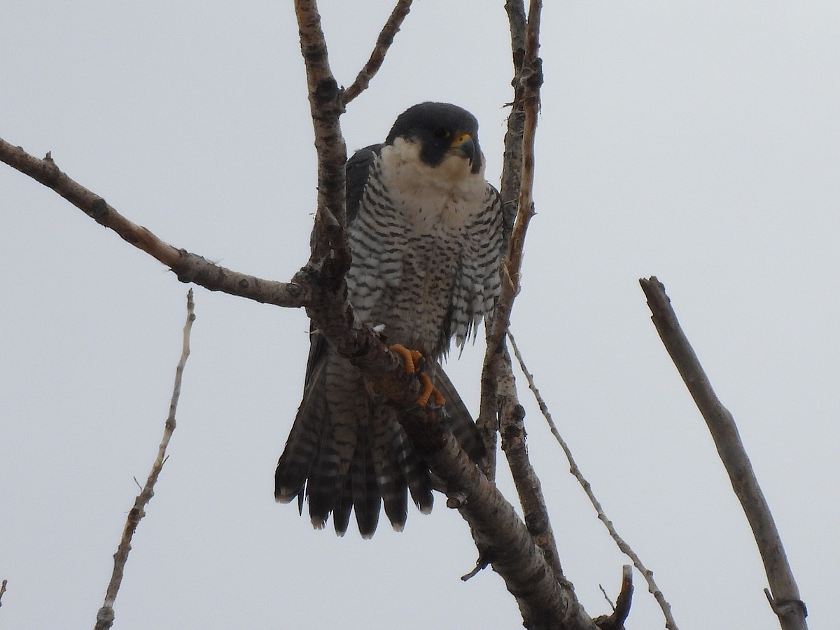 Belatz handia - ML646819886