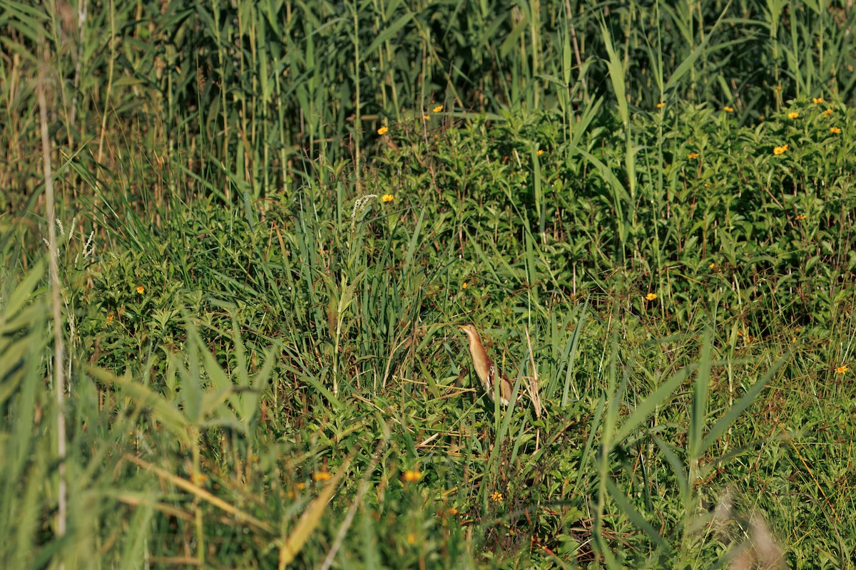 Blongios d'Australie - ML646819890