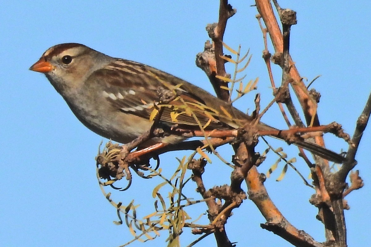 White-crowned Sparrow - ML646819894