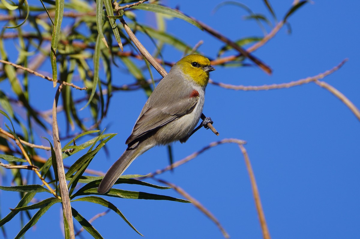 Goldkopf-Beutelmeise - ML646819895
