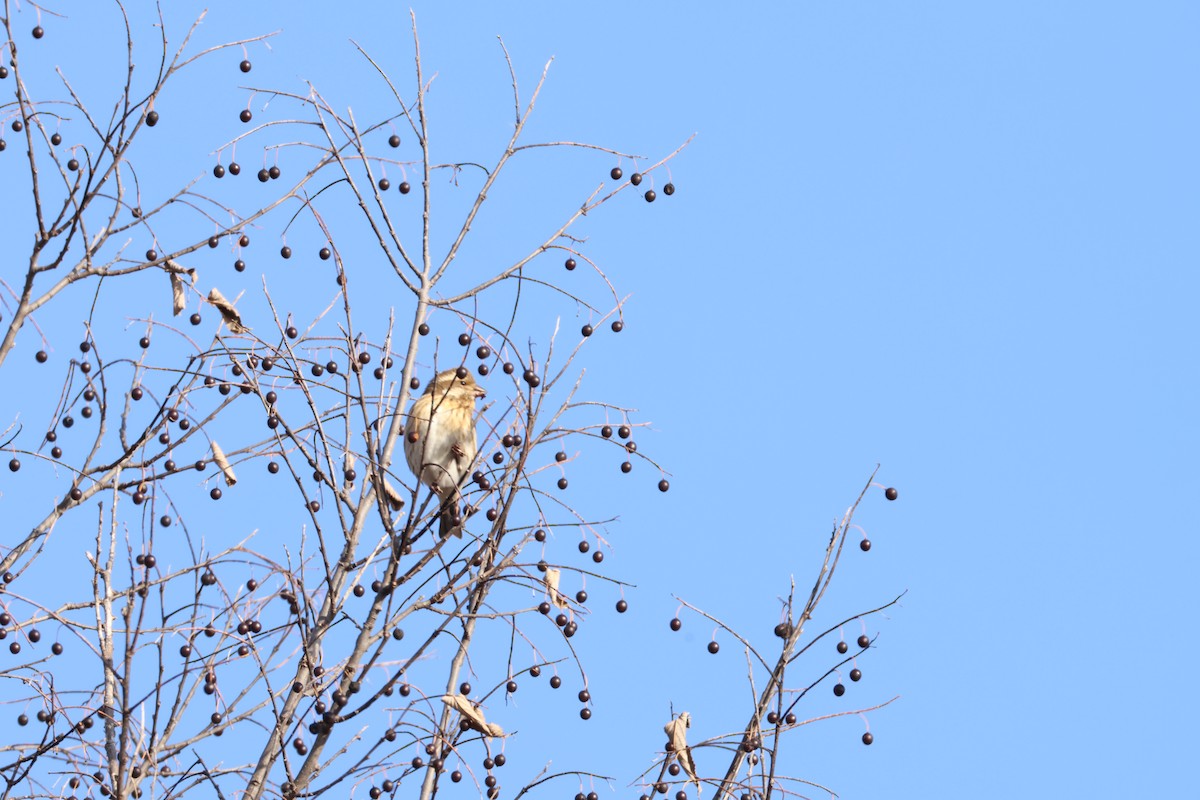 hýl nachový - ML646819896