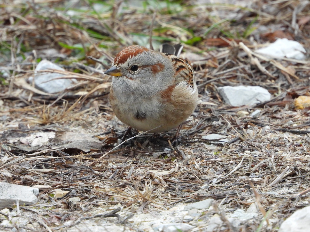 American Tree Sparrow - ML646819899