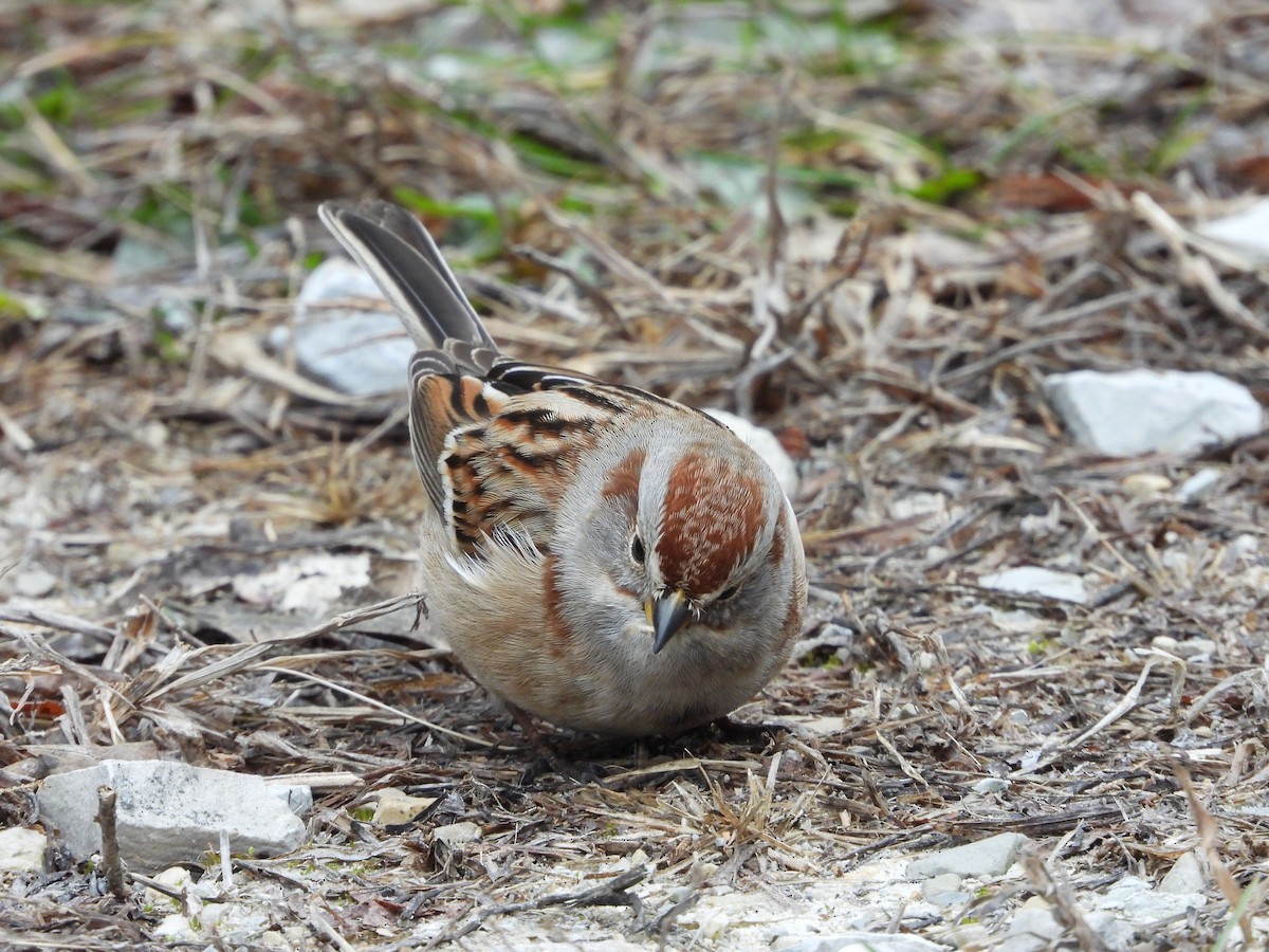 American Tree Sparrow - ML646819900