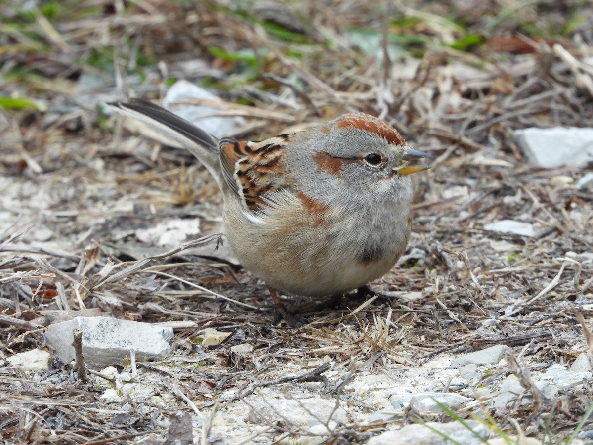 American Tree Sparrow - ML646819901