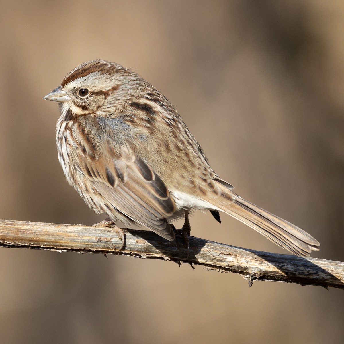 Bruant chanteur - ML646819902