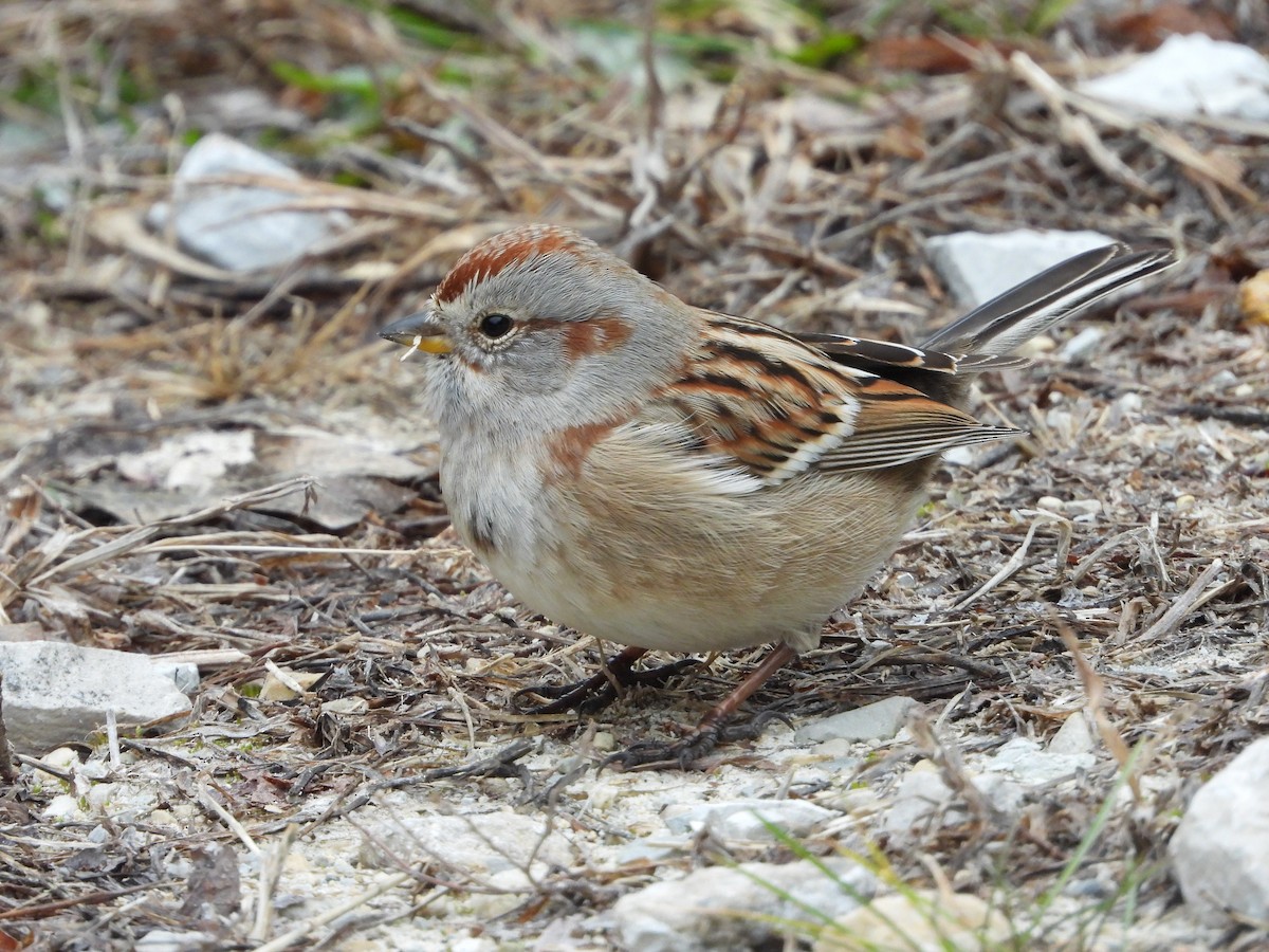 American Tree Sparrow - ML646819903