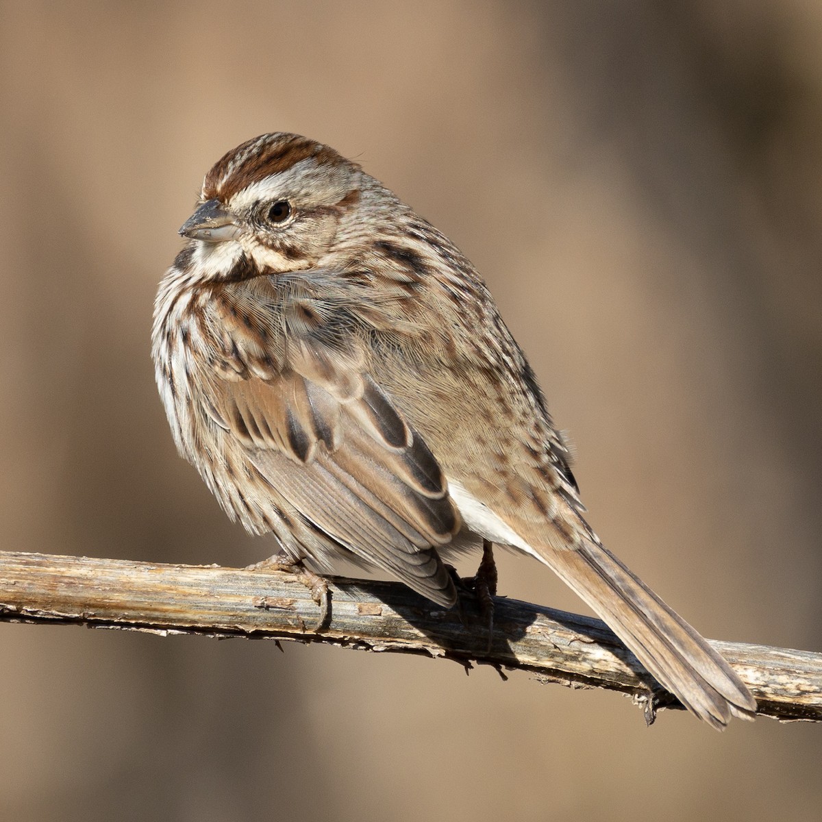 Bruant chanteur - ML646819904