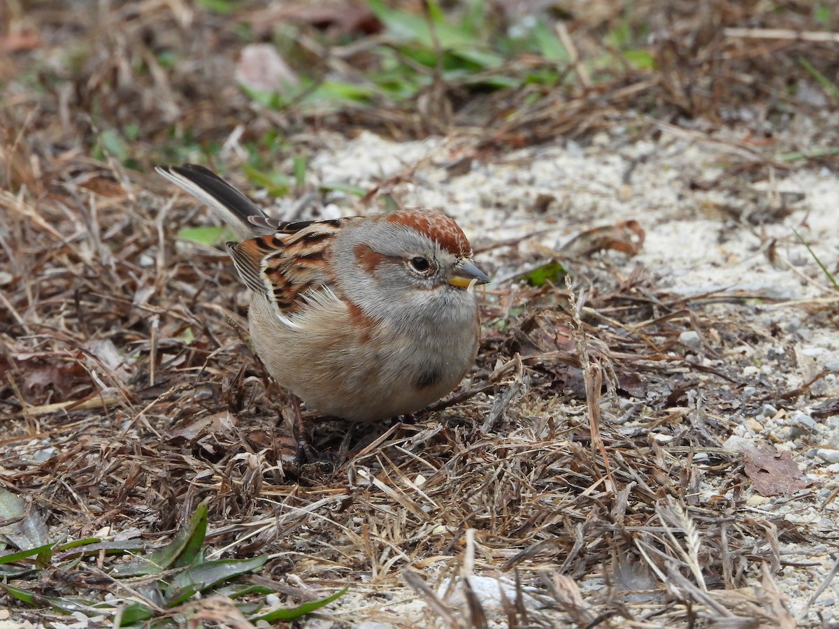 American Tree Sparrow - ML646819905