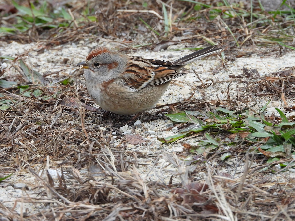 American Tree Sparrow - ML646819906