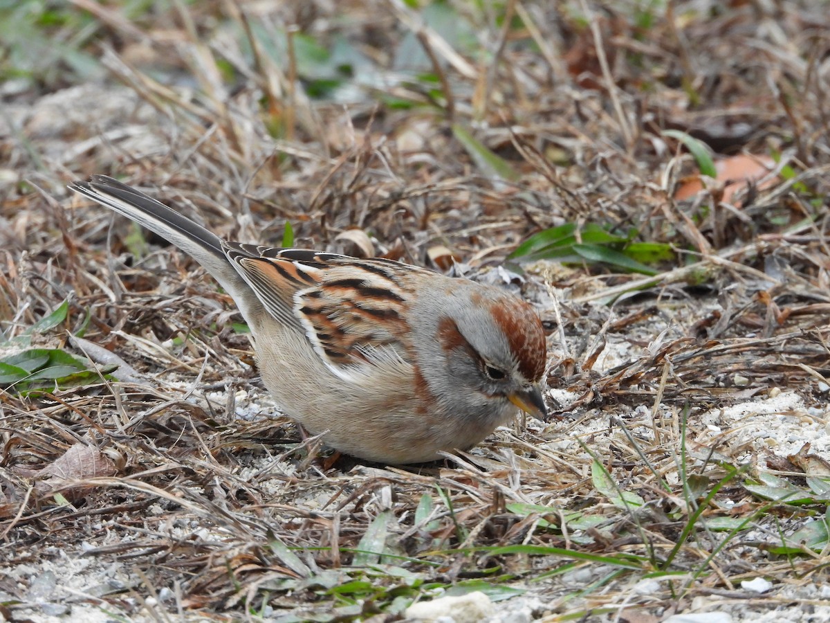 American Tree Sparrow - ML646819907