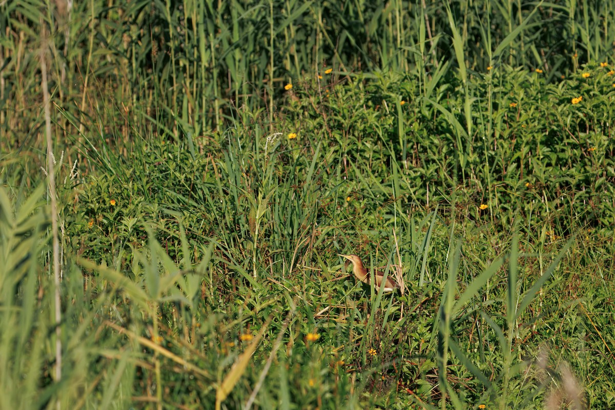 Blongios d'Australie - ML646819908