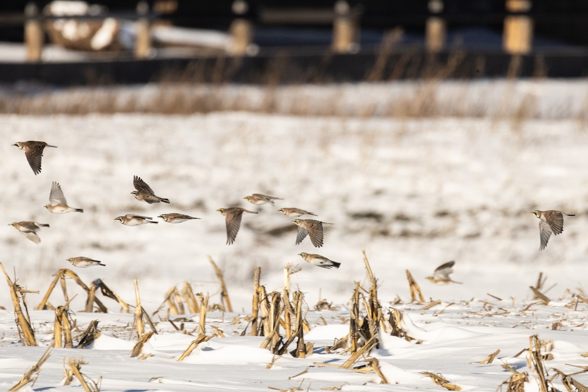 Horned Lark - ML646819909