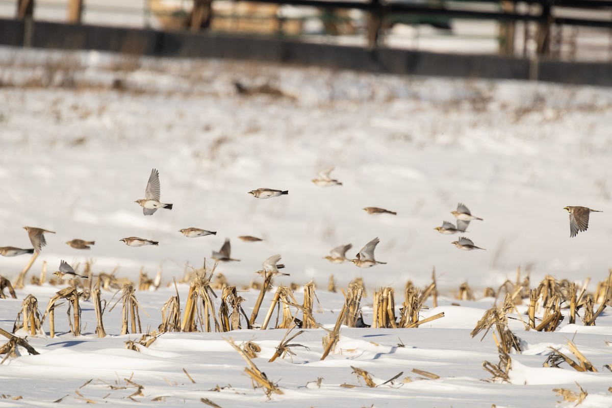 Horned Lark - ML646819910