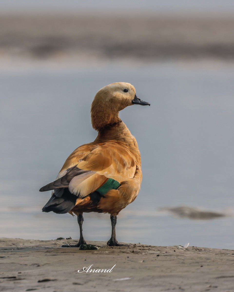 瀆鳧 - ML646819911