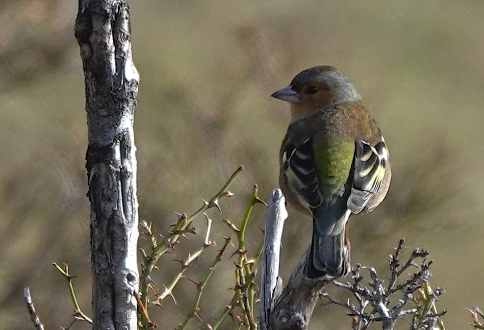 Txonta arrunta - ML646819912