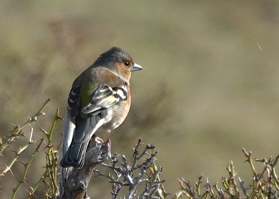 Txonta arrunta - ML646819913