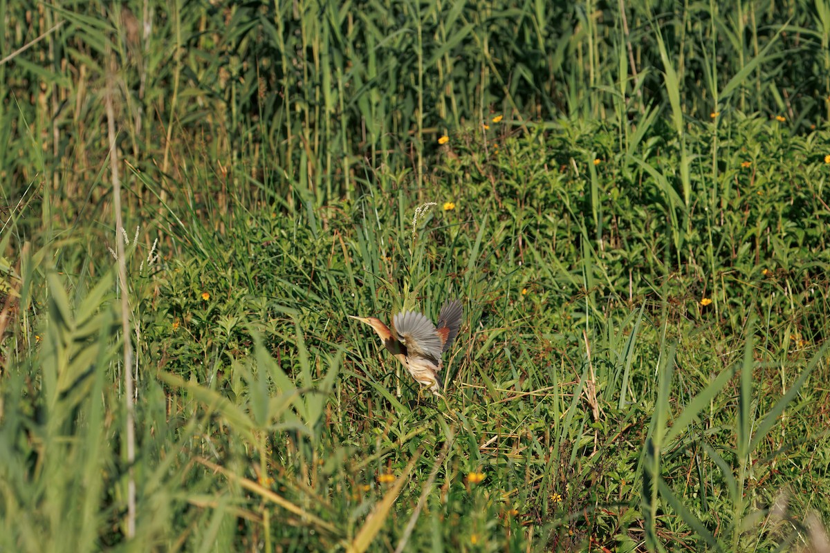 Blongios d'Australie - ML646819914