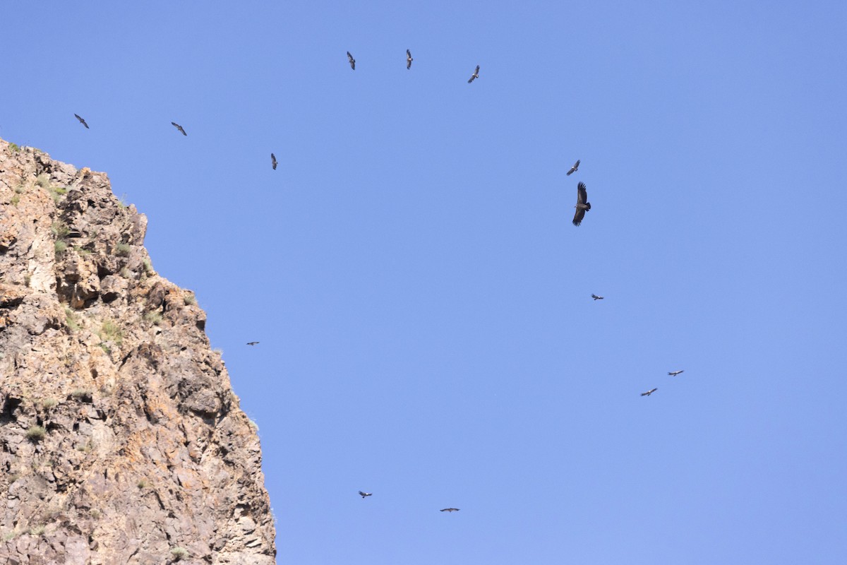 Vautour de l'Himalaya - ML646819915