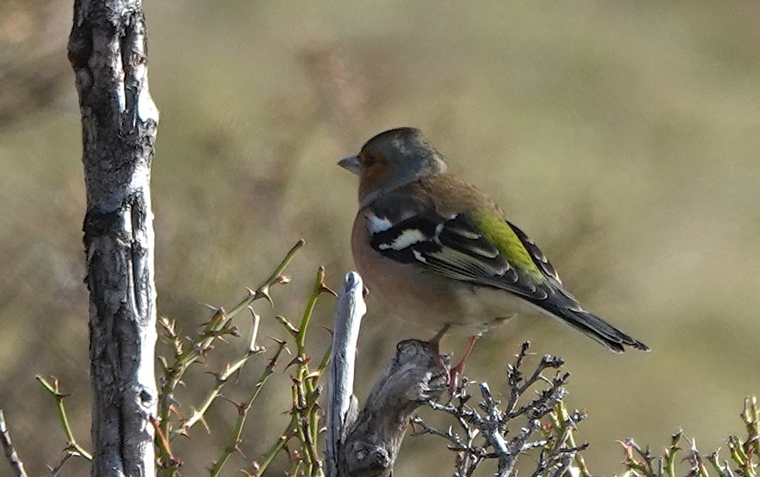 Txonta arrunta - ML646819916