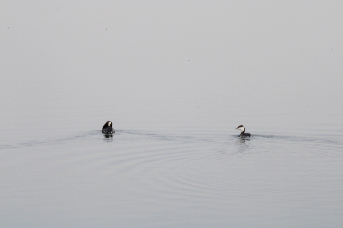 Horned Grebe - ML646819917