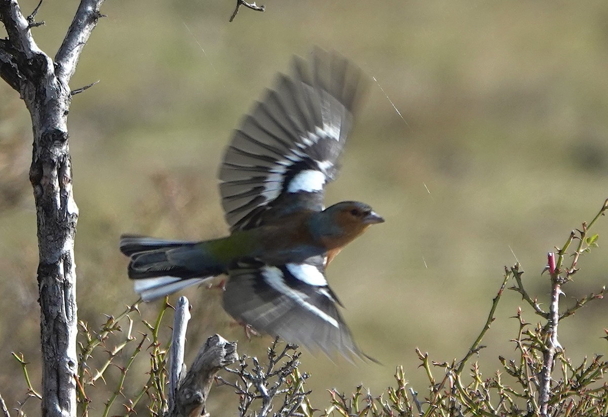 Txonta arrunta - ML646819918