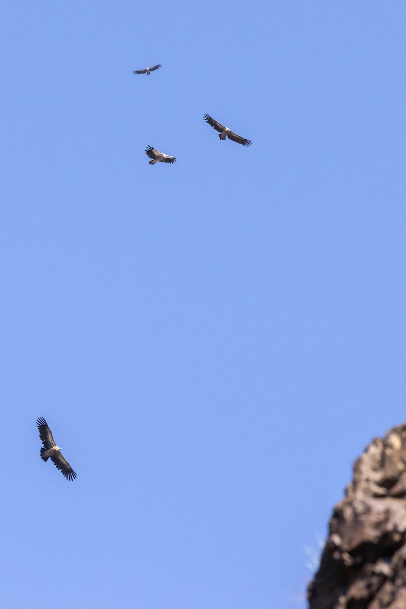 Vautour de l'Himalaya - ML646819919