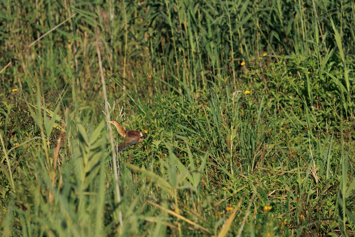 Blongios d'Australie - ML646819920