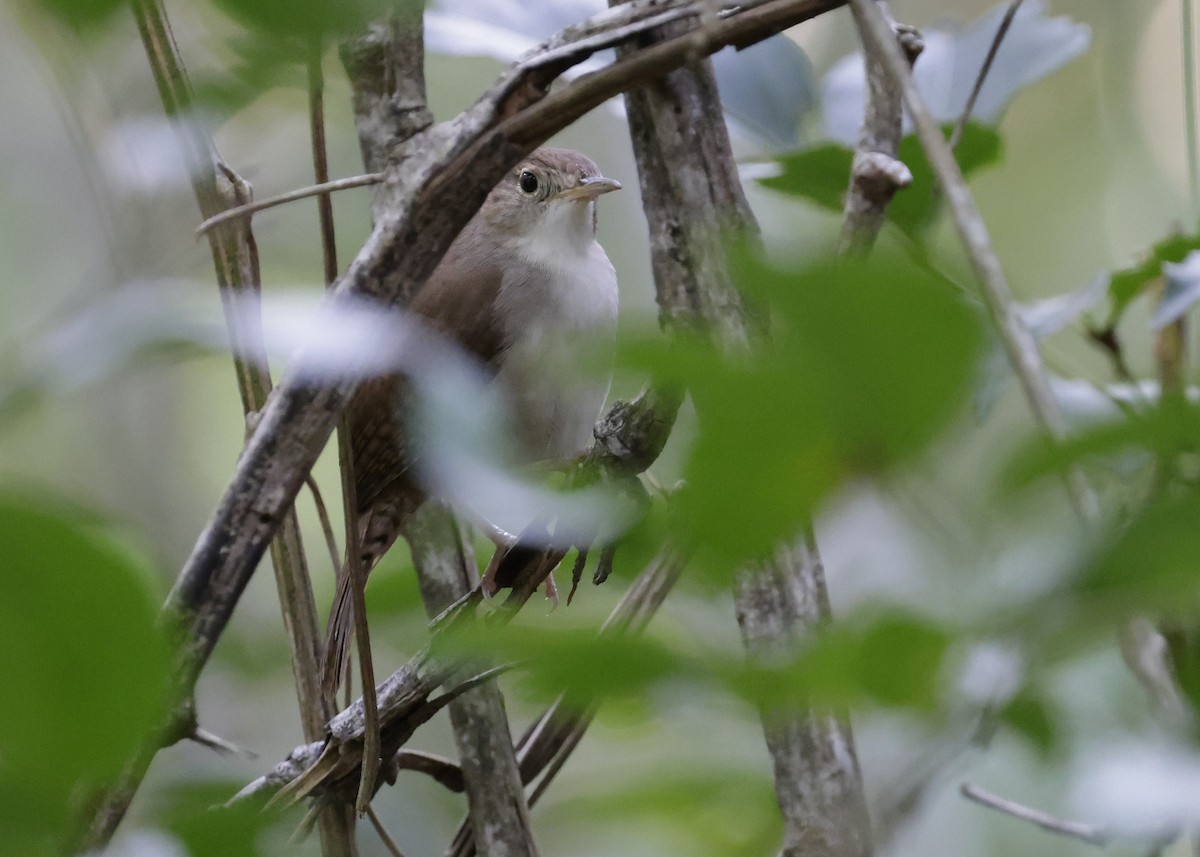 Cozumel Wren - ML646819923