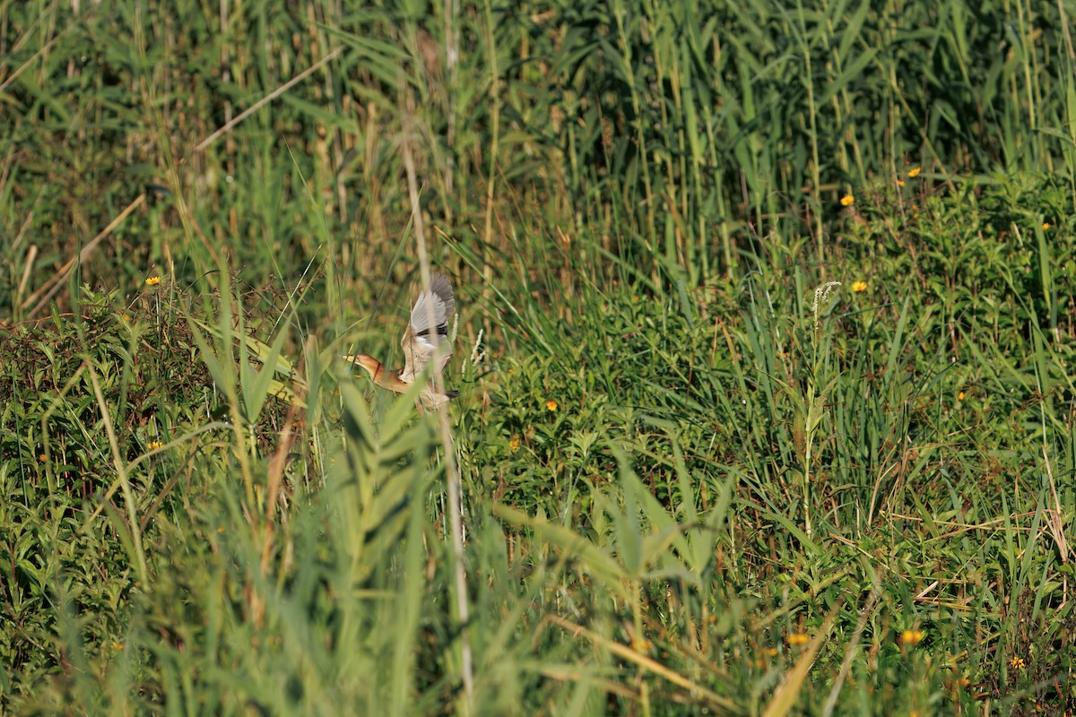 Blongios d'Australie - ML646819924