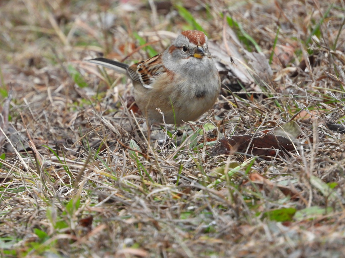 American Tree Sparrow - ML646819925