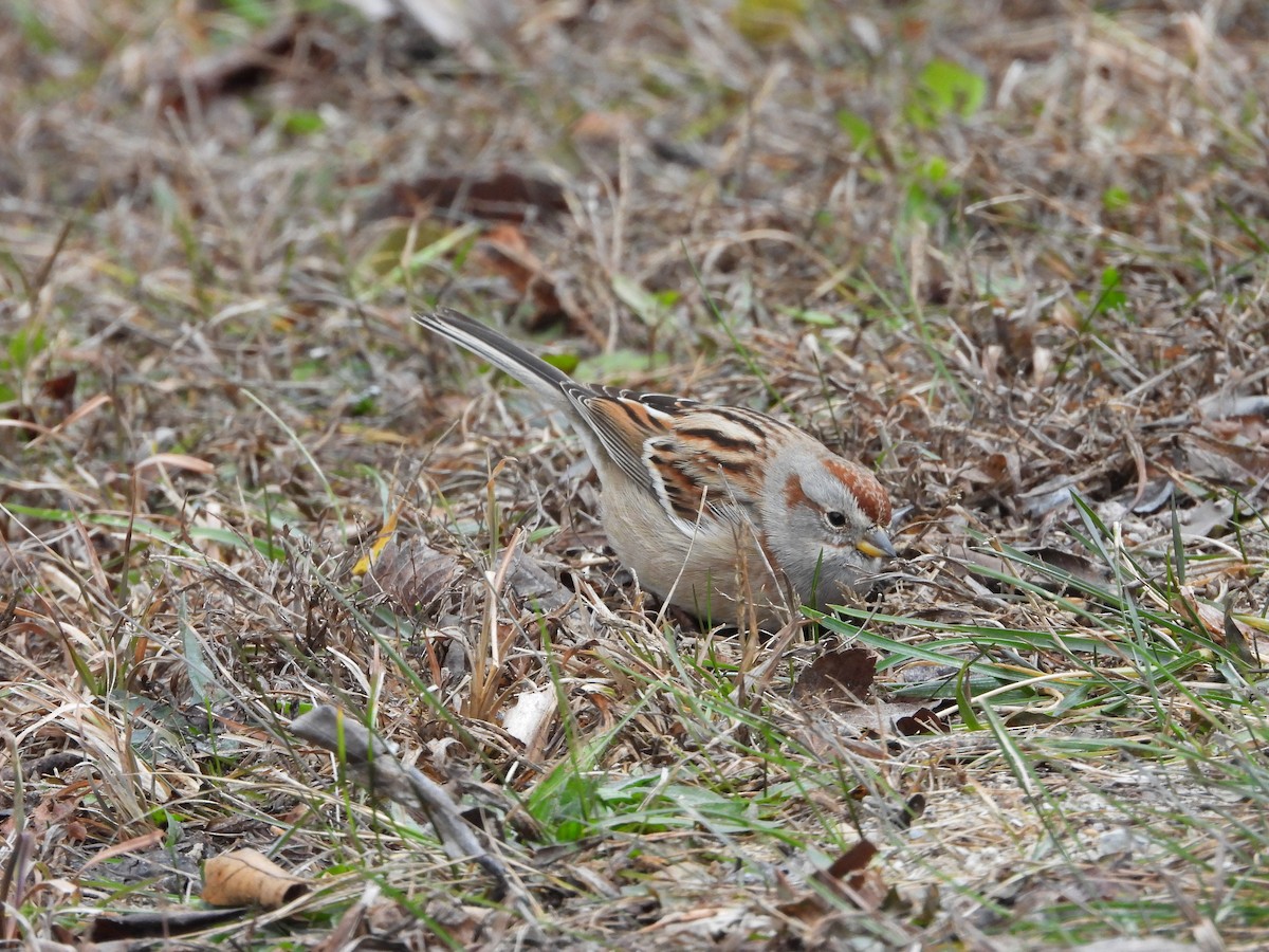 American Tree Sparrow - ML646819926