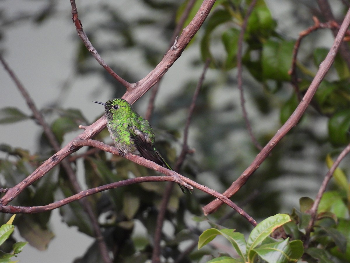 Yeşil Kuyruklu Kolibri - ML646819929