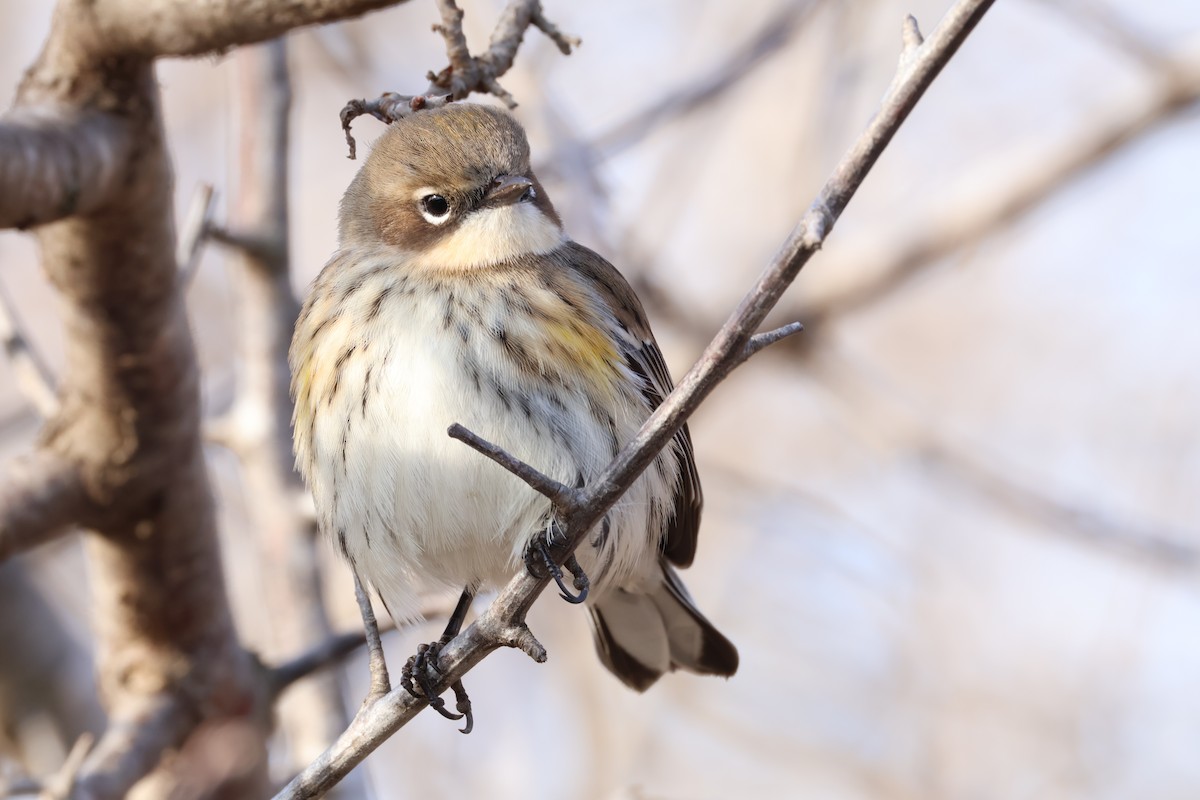 lesňáček žlutoskvrnný - ML646819930