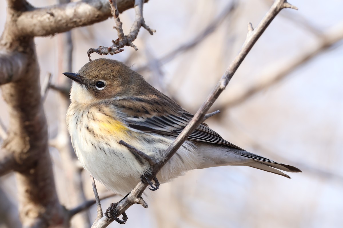 lesňáček žlutoskvrnný - ML646819931