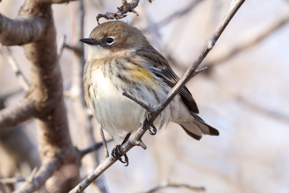 lesňáček žlutoskvrnný - ML646819932