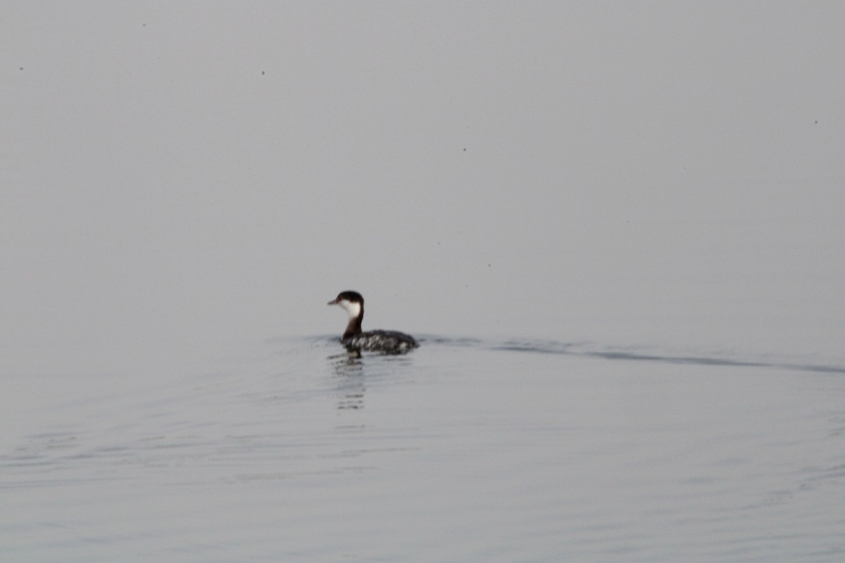 Horned Grebe - ML646819939