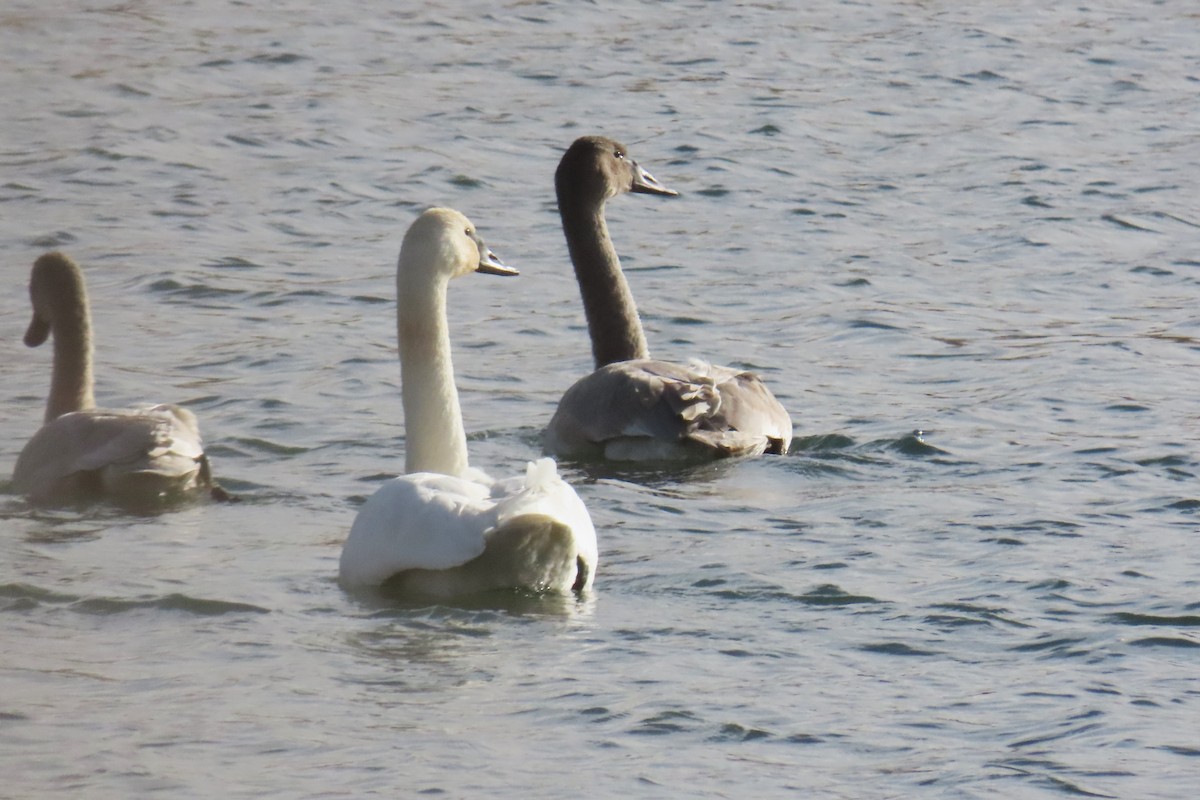 Trumpeter Swan - ML646819940